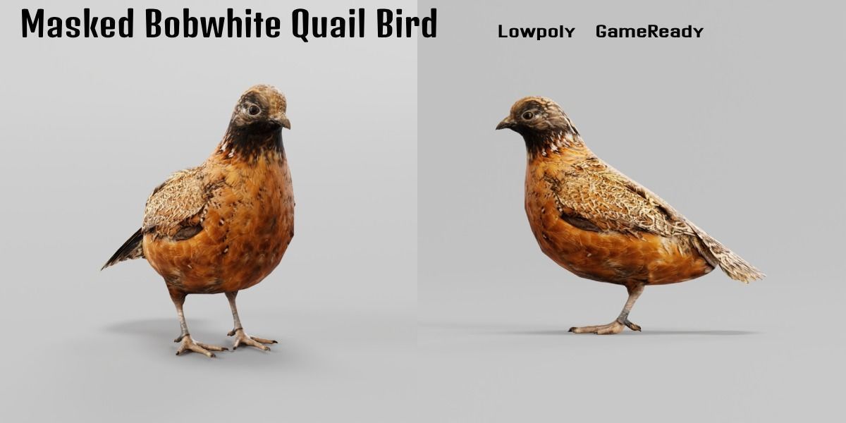 Masked Bobwhite Quail Bird Animal Low-poly 3D model_6