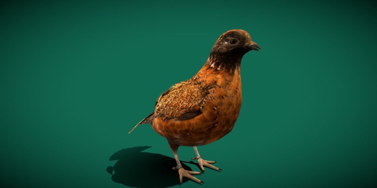 Masked Bobwhite Quail Bird Animal Low-poly 3D model_7