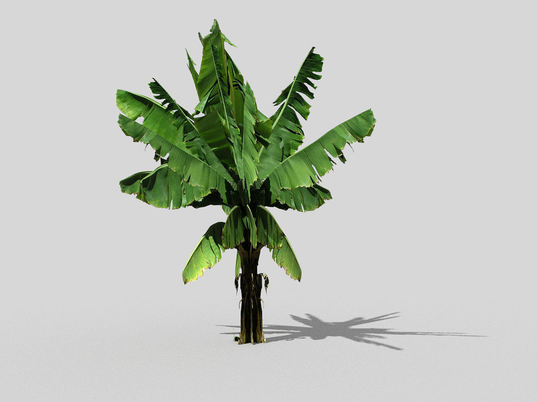banana tree  Low-poly 3D model_3