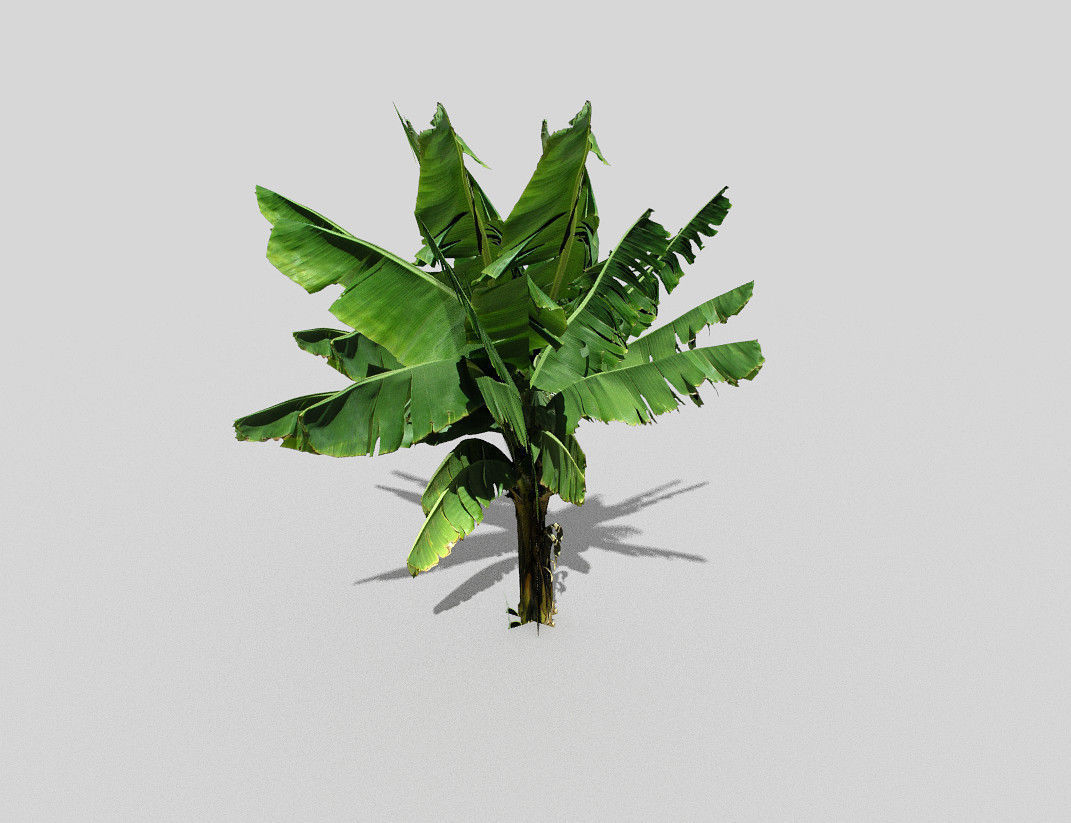 banana tree  Low-poly 3D model_2
