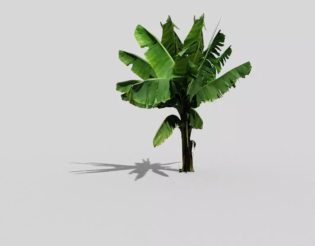 banana tree  Low-poly 3D model_0