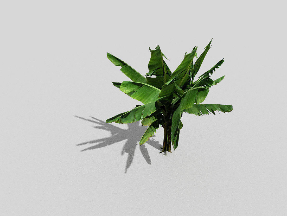 banana tree  Low-poly 3D model_1