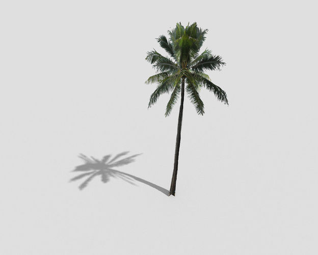 low poly palm tree Low-poly 3D model