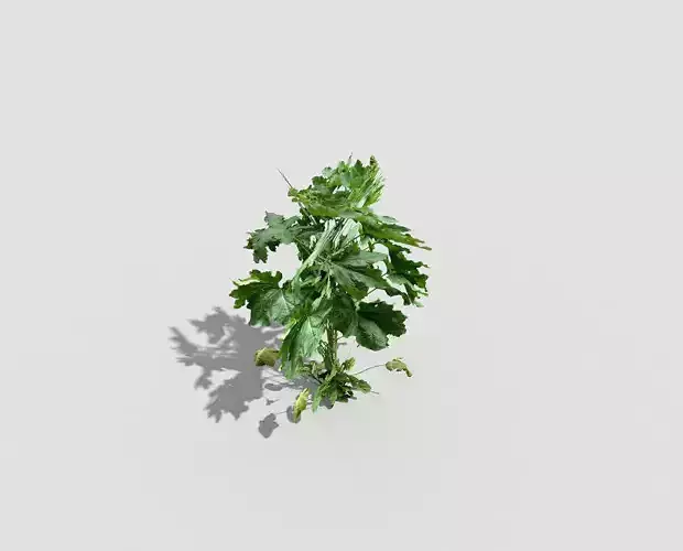 Low poly Plant parsley