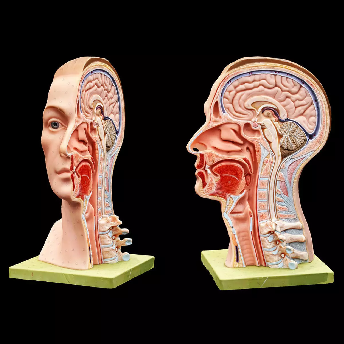 Human Head Low-poly 3D model