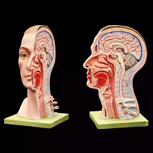 Human Head Low-poly 3D model