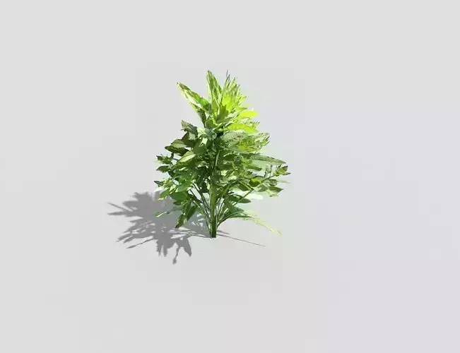 Low poly Plant Low-poly 3D model