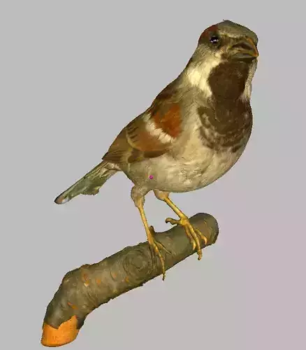 High Accurate Real life Sparrow 3D-Scan 3D print texture