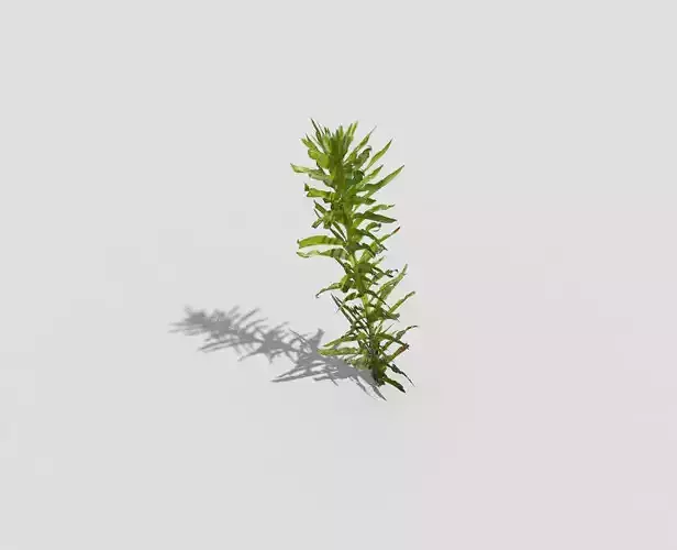 Low poly Plant rosemary