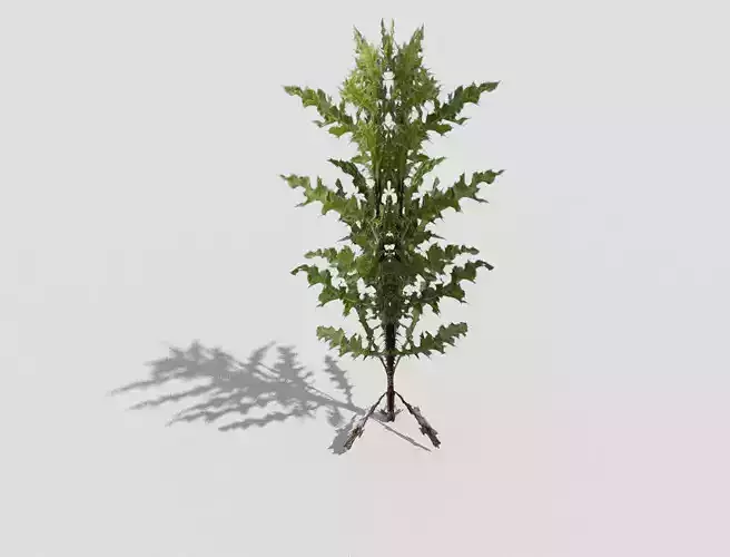 Low poly Plant