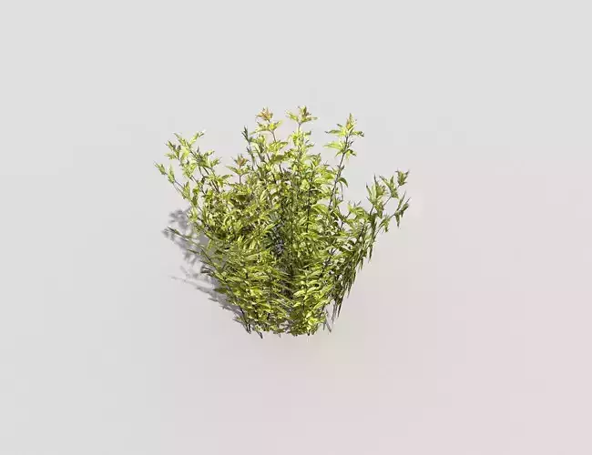 Low poly Plant