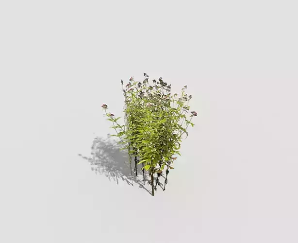 Low poly Plant