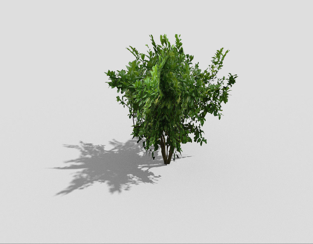 low poly tree plant Low-poly 3D model_2