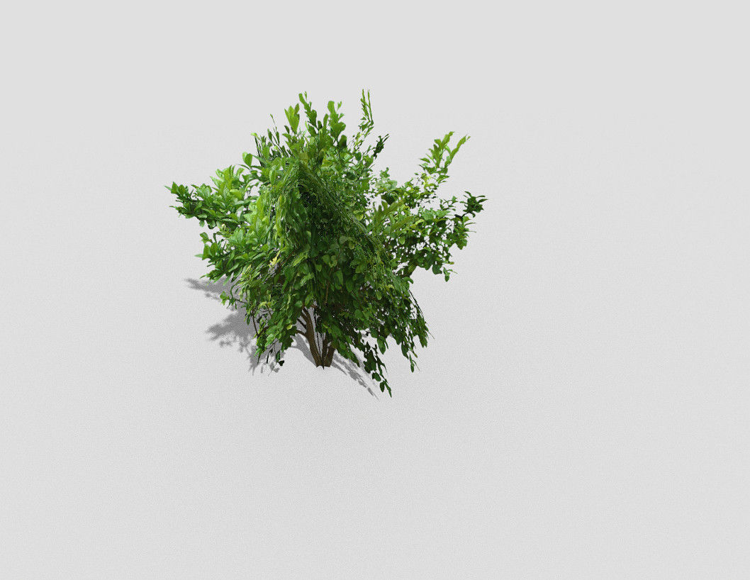 low poly tree plant Low-poly 3D model_3