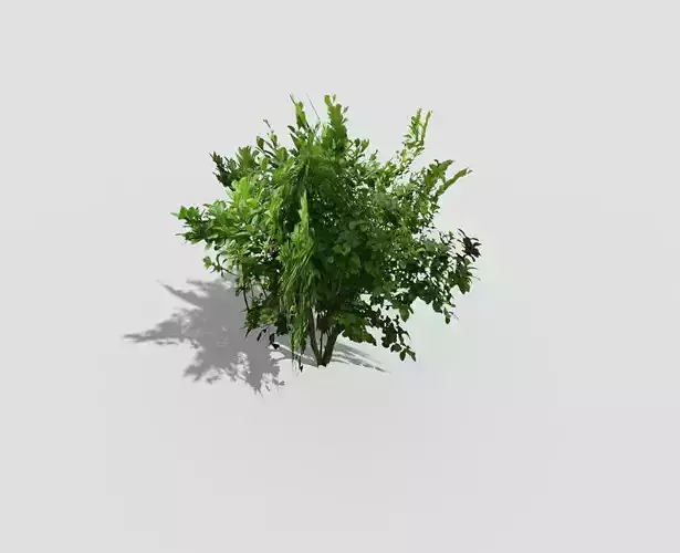 low poly tree plant