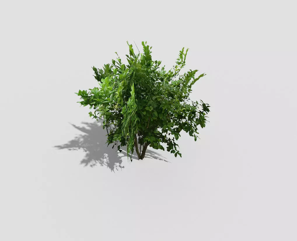 low poly tree plant Low-poly 3D model_0