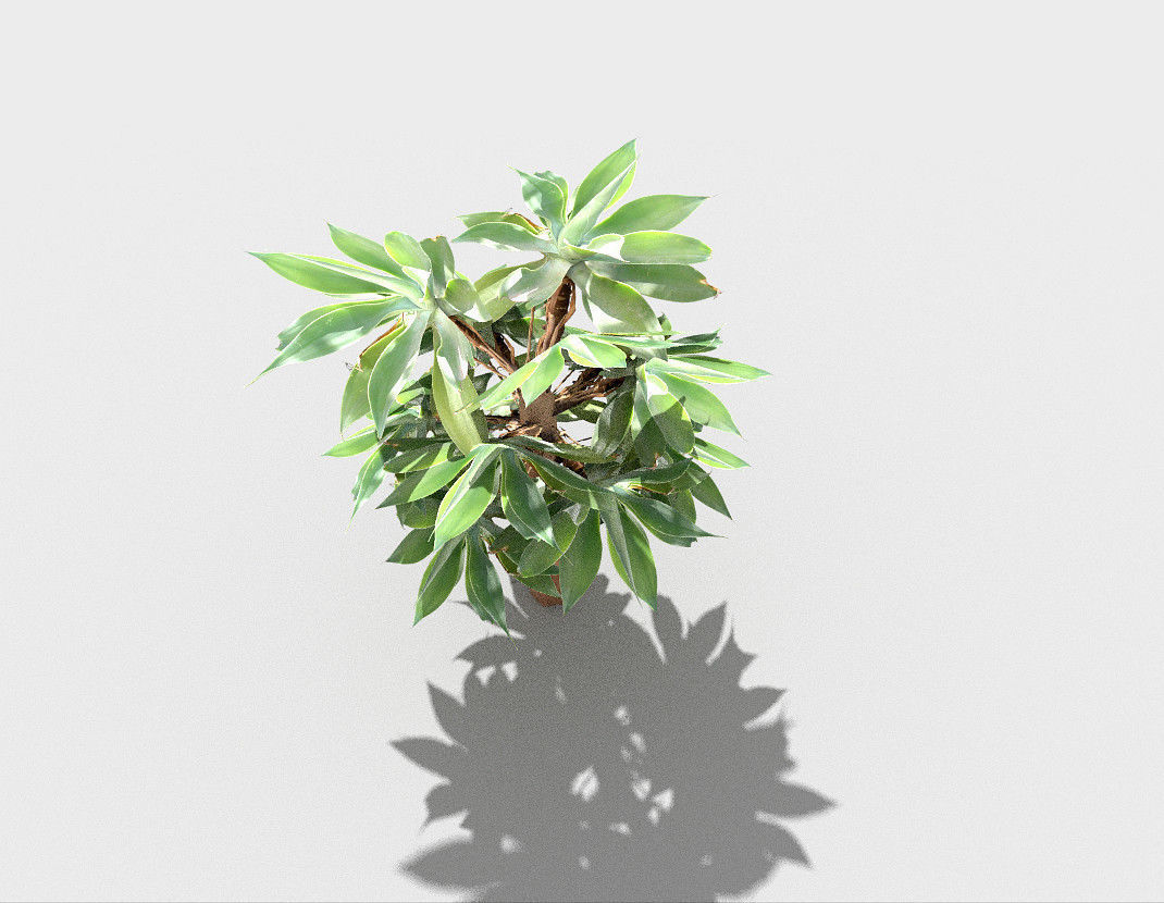 low poly tropical shrub 5 Low-poly 3D model_4