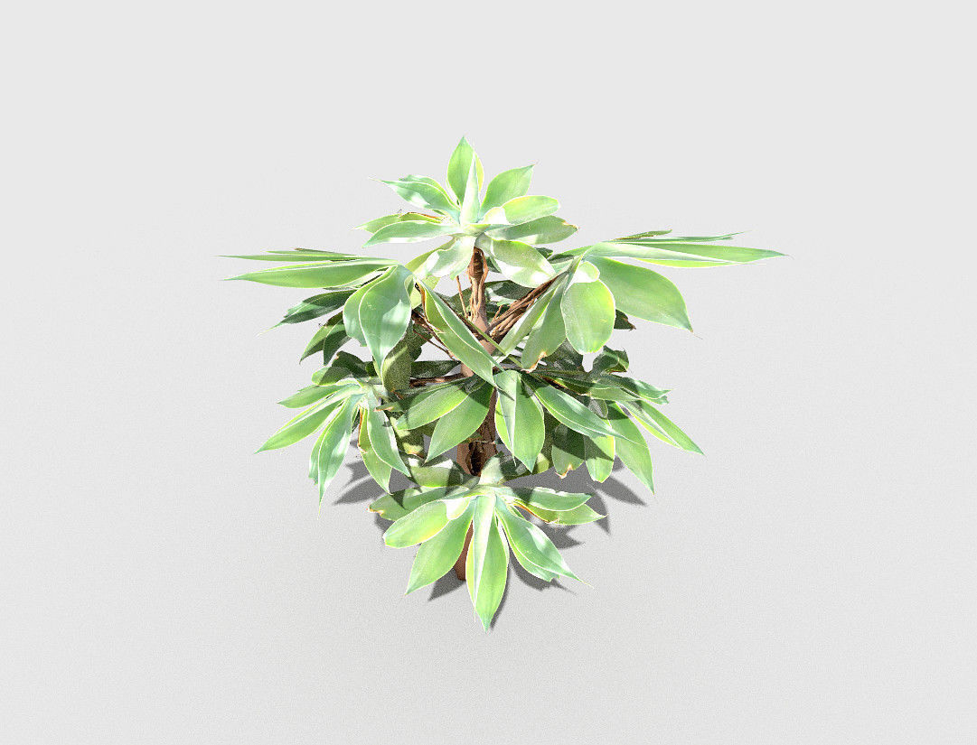 low poly tropical shrub 5 Low-poly 3D model_3