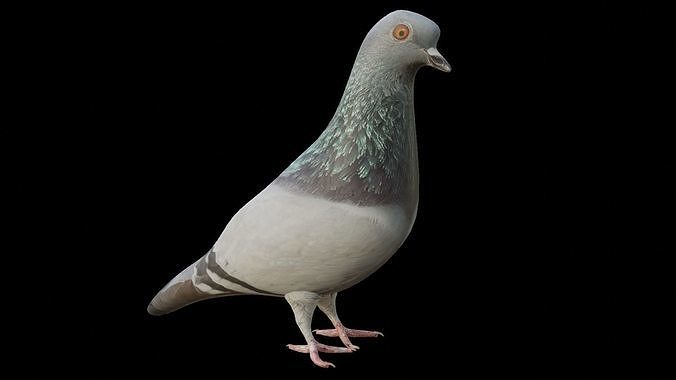 Pigeon Low-poly 3D model