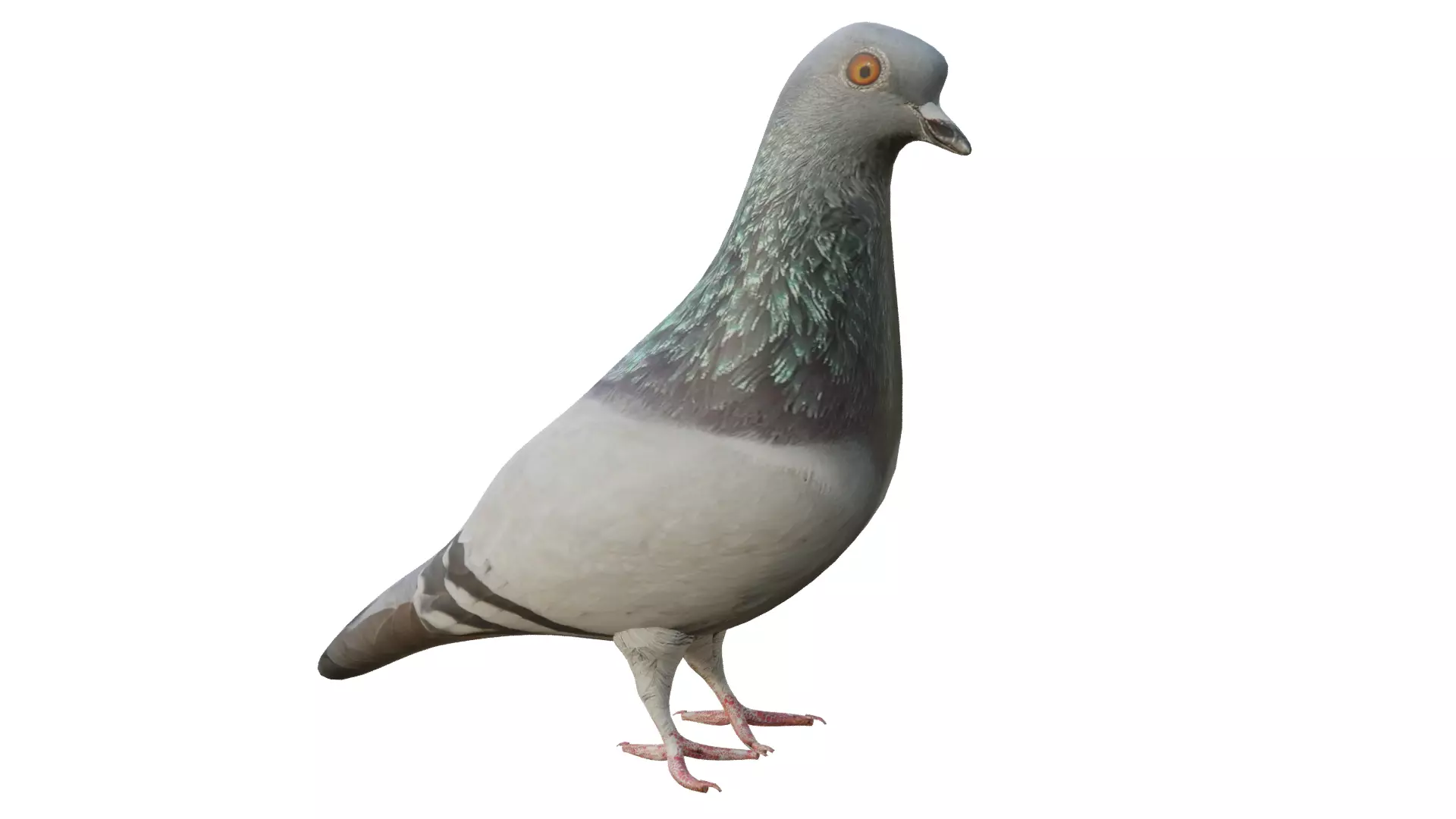 Pigeon Low-poly 3D model