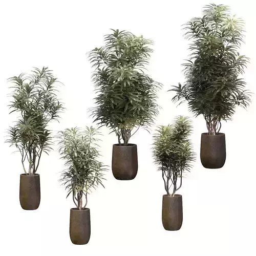 Set of ficus - 5 models 3D model