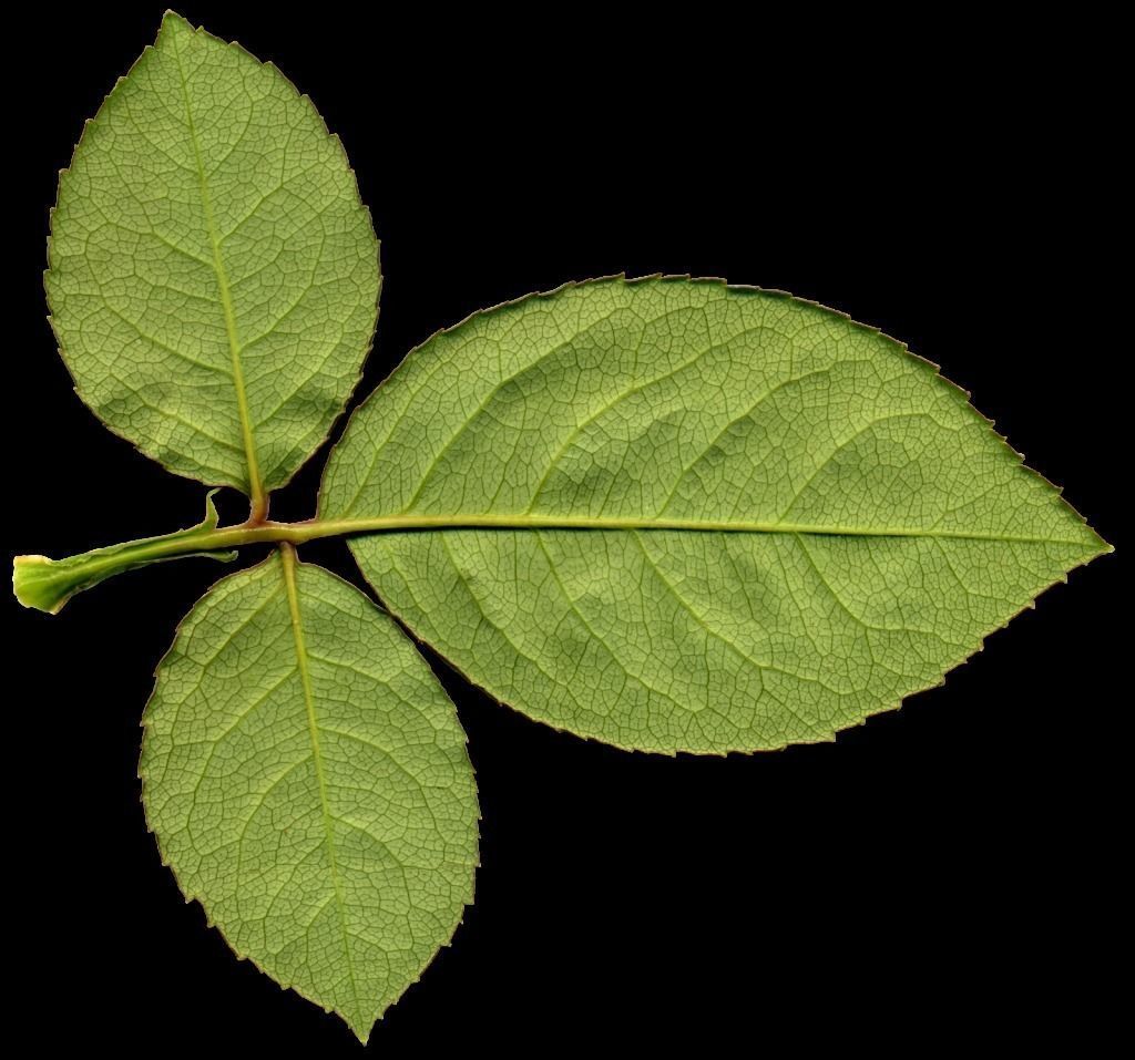 Tree-MeduimPoly two leaves Free low-poly 3D model_1