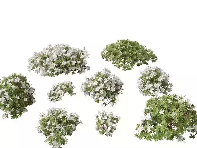 Rhododendron Hino White - Hino-white azalea 3D model