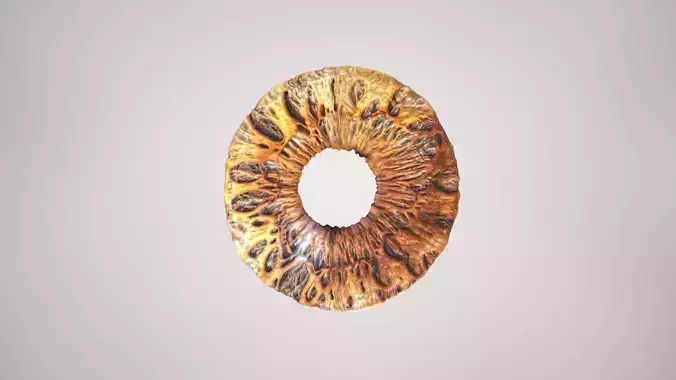 Human Iris  Low-poly 3D model