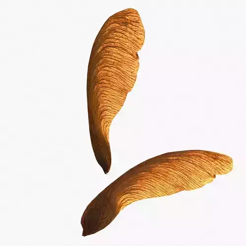 3D Maple Seed Low-poly 3D model