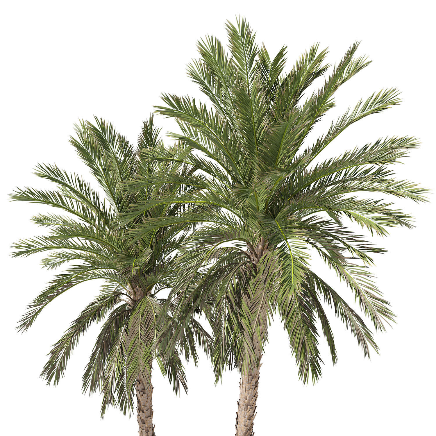 Phoenix dactylifera palm tree 3D model_2