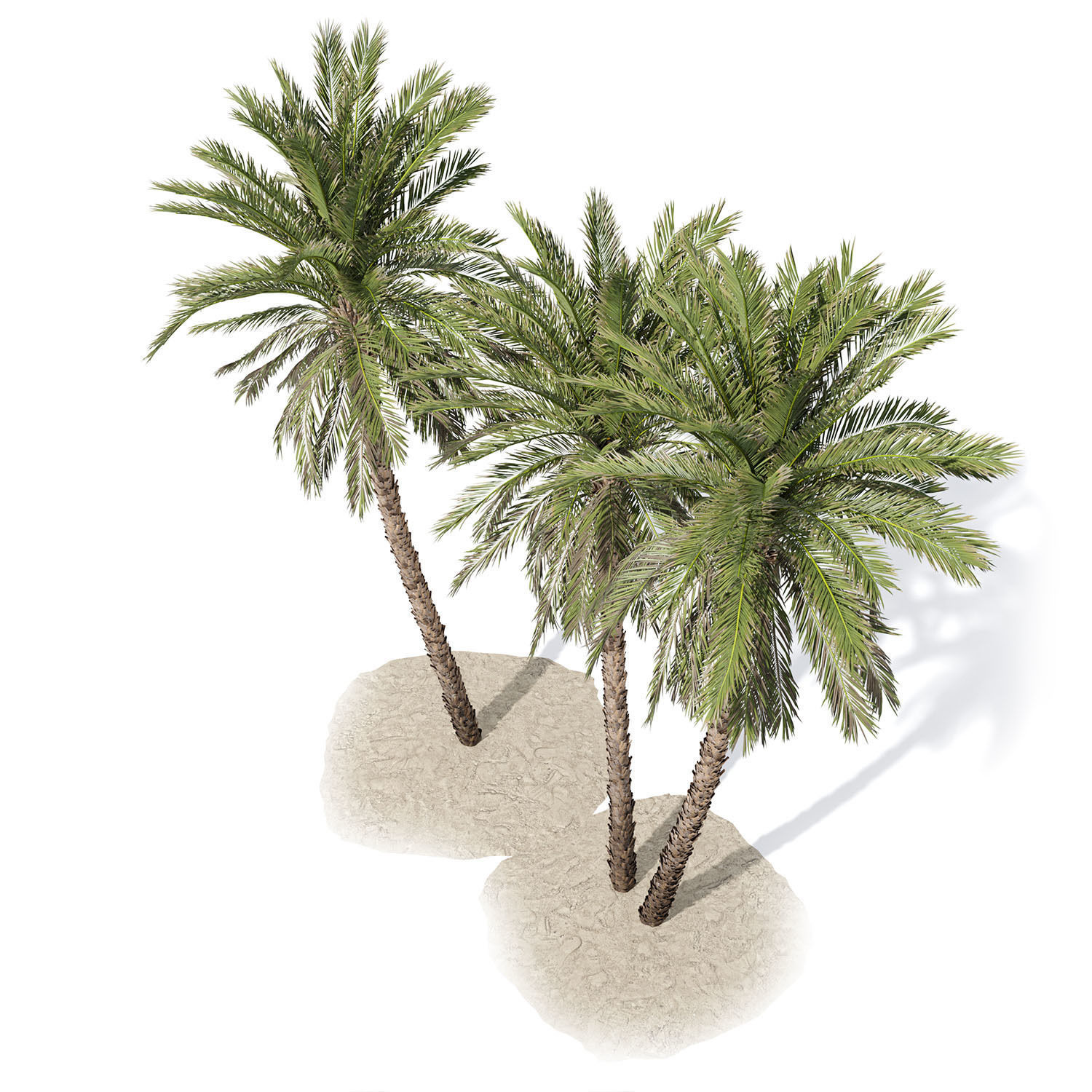 Phoenix dactylifera palm tree 3D model_3