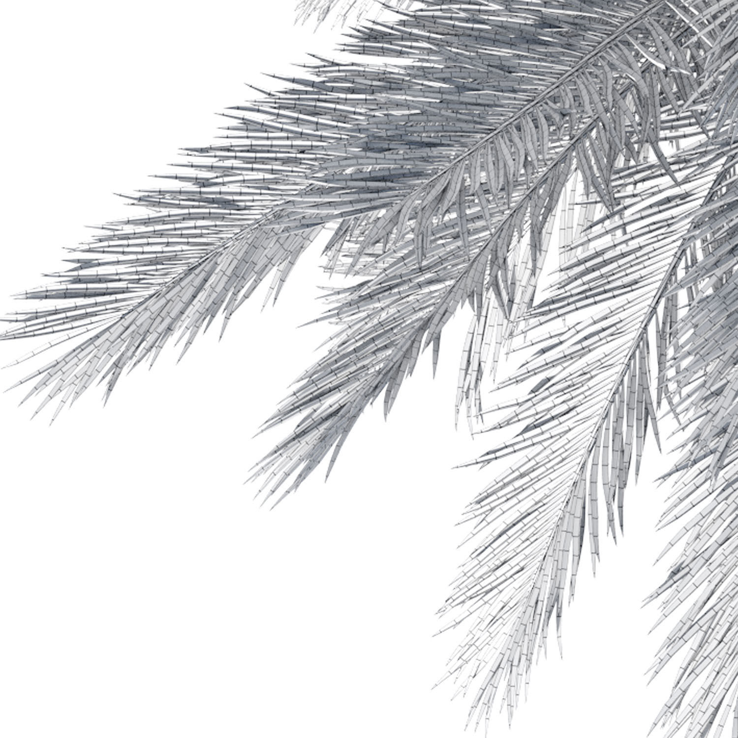 Phoenix dactylifera palm tree 3D model_10