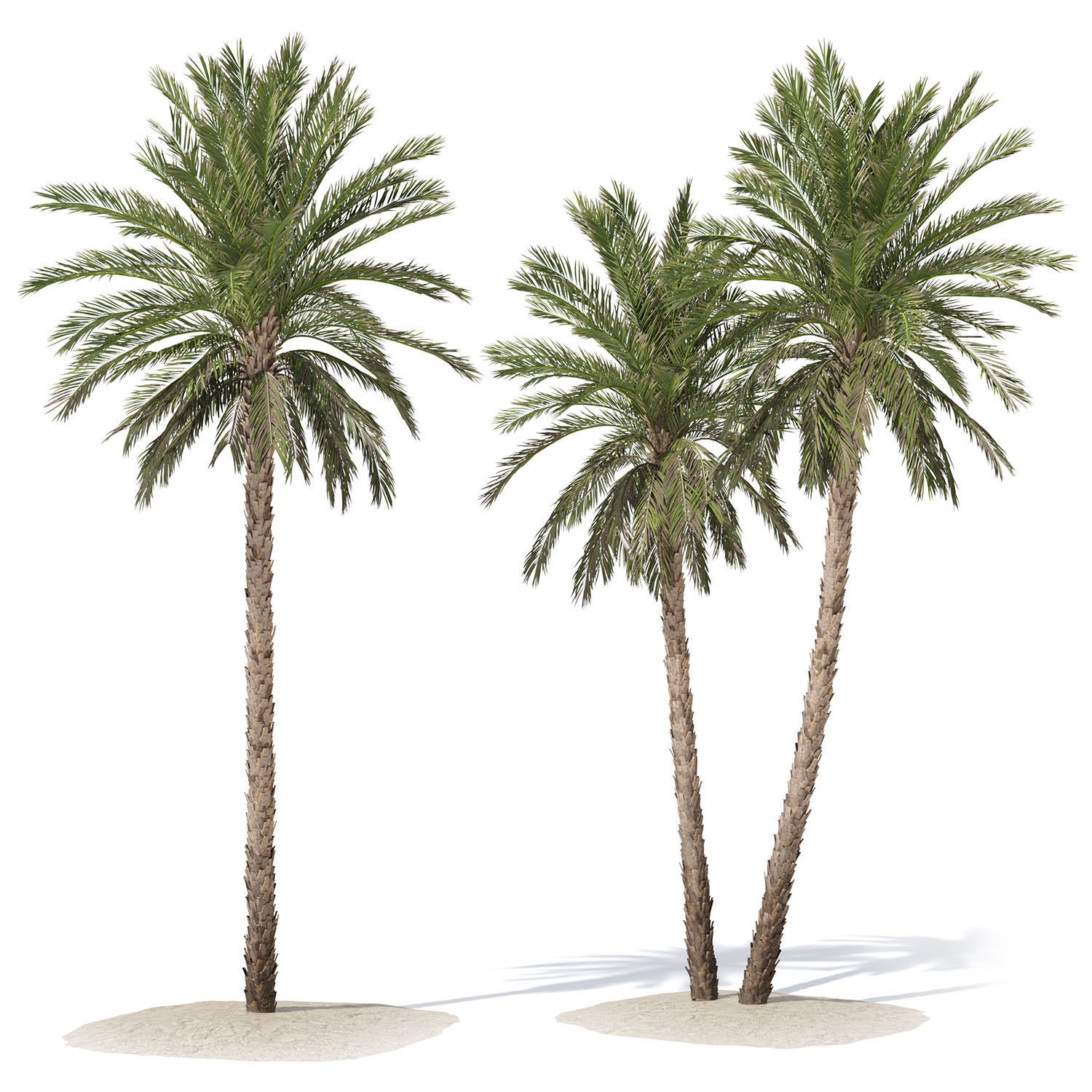 Phoenix dactylifera palm tree 3D model_1