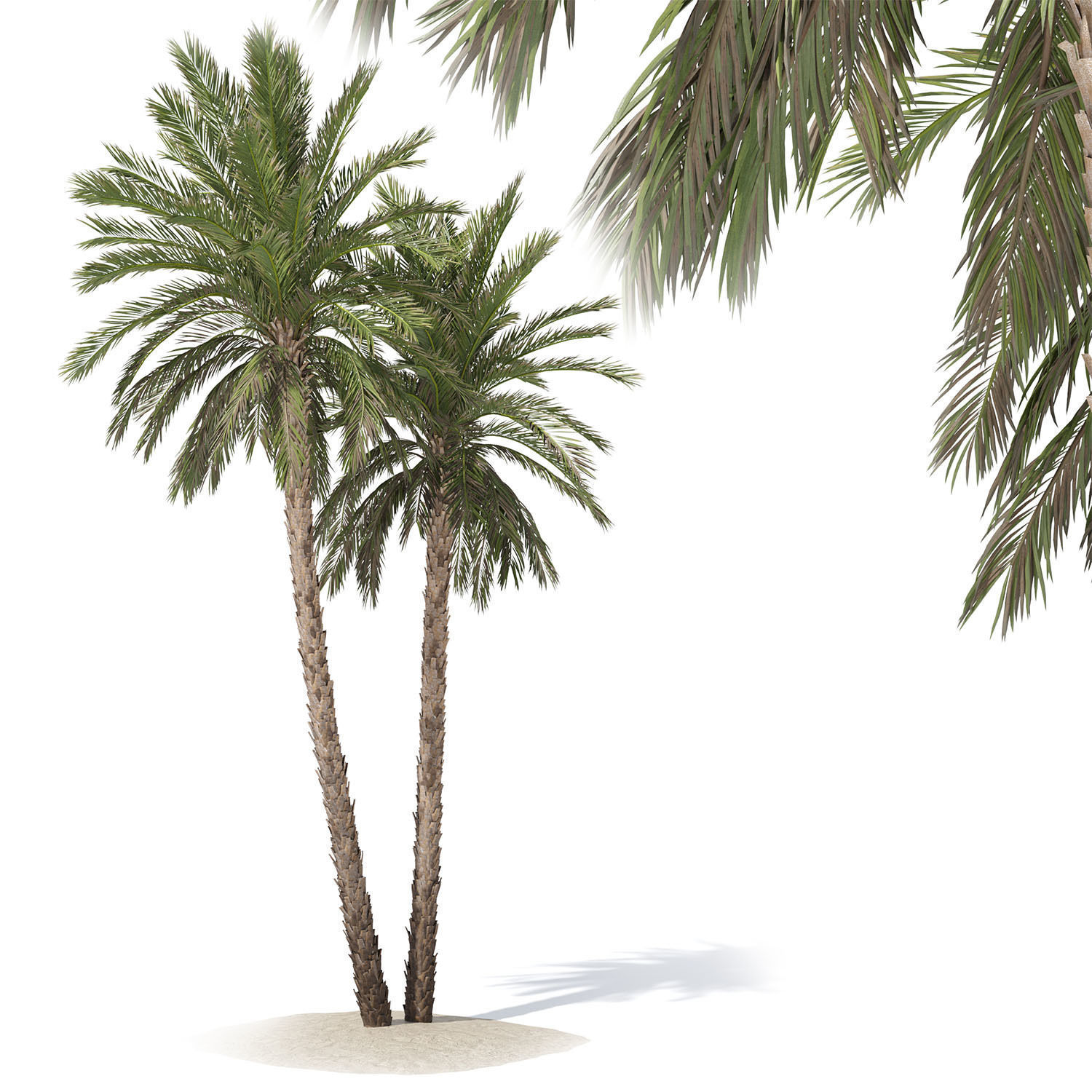Phoenix dactylifera palm tree 3D model_4