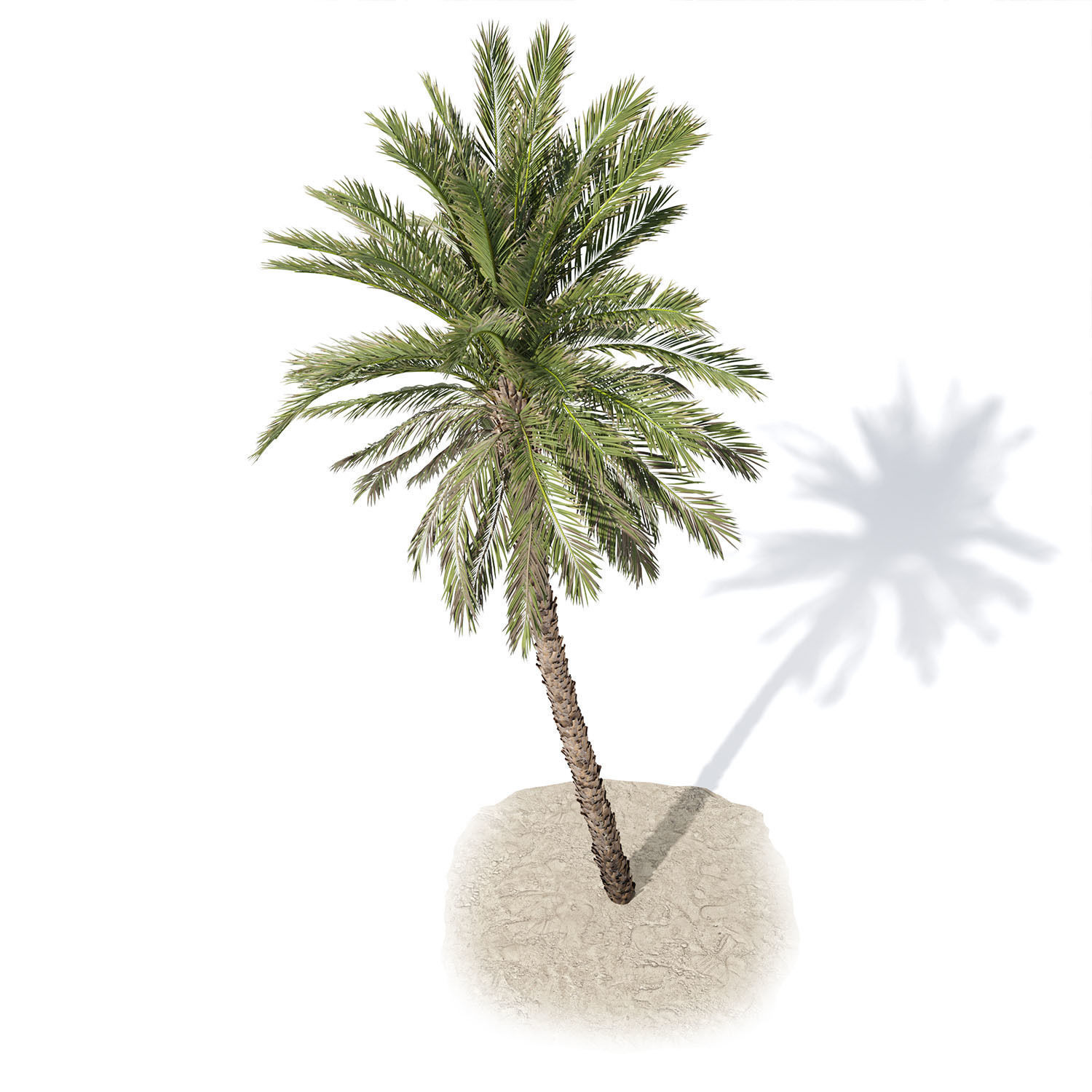 Phoenix dactylifera palm tree 3D model_5