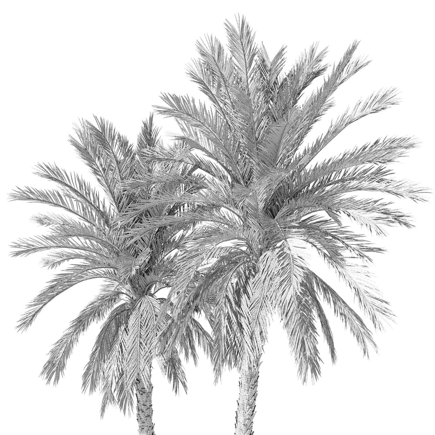 Phoenix dactylifera palm tree 3D model_8