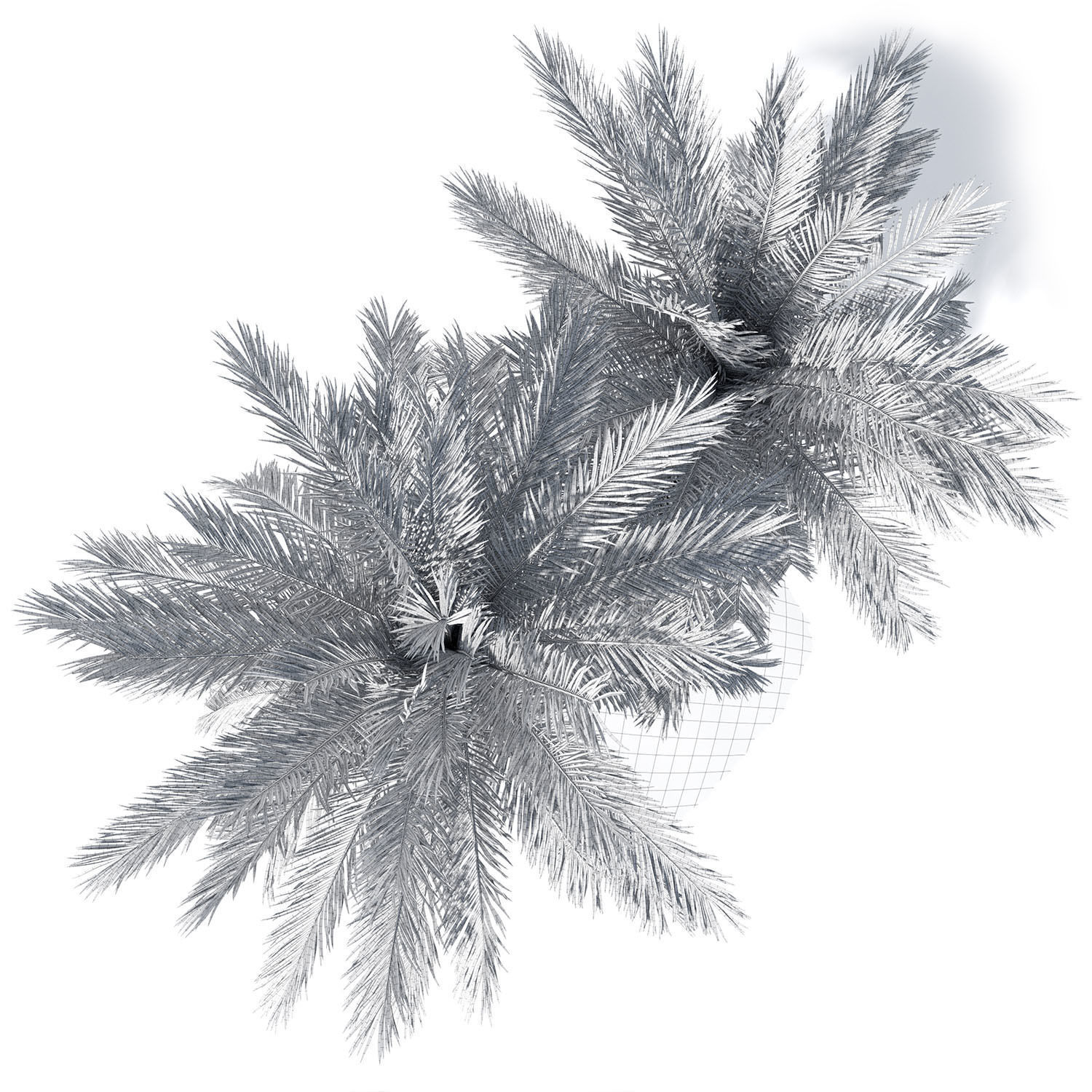 Phoenix dactylifera palm tree 3D model_9