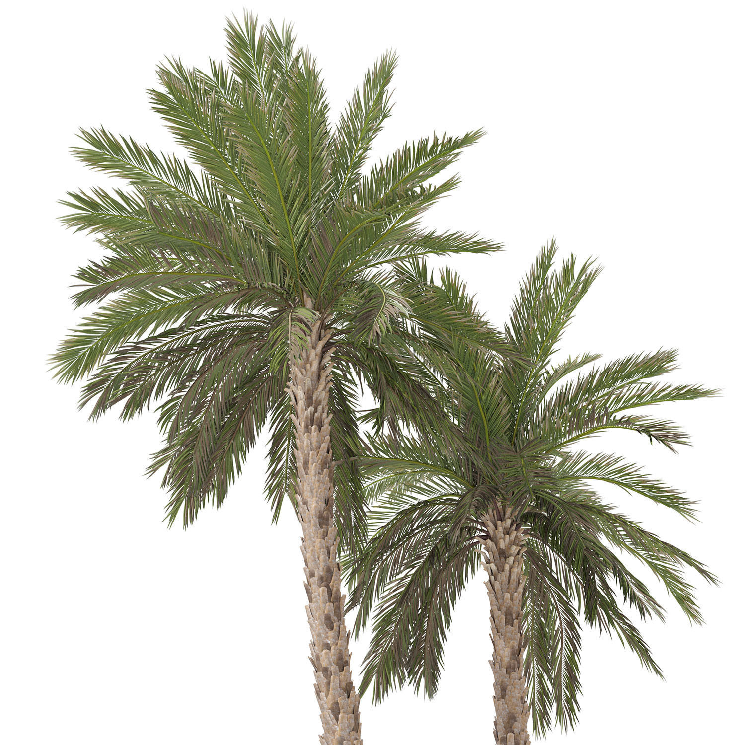 Phoenix dactylifera palm tree 3D model_6