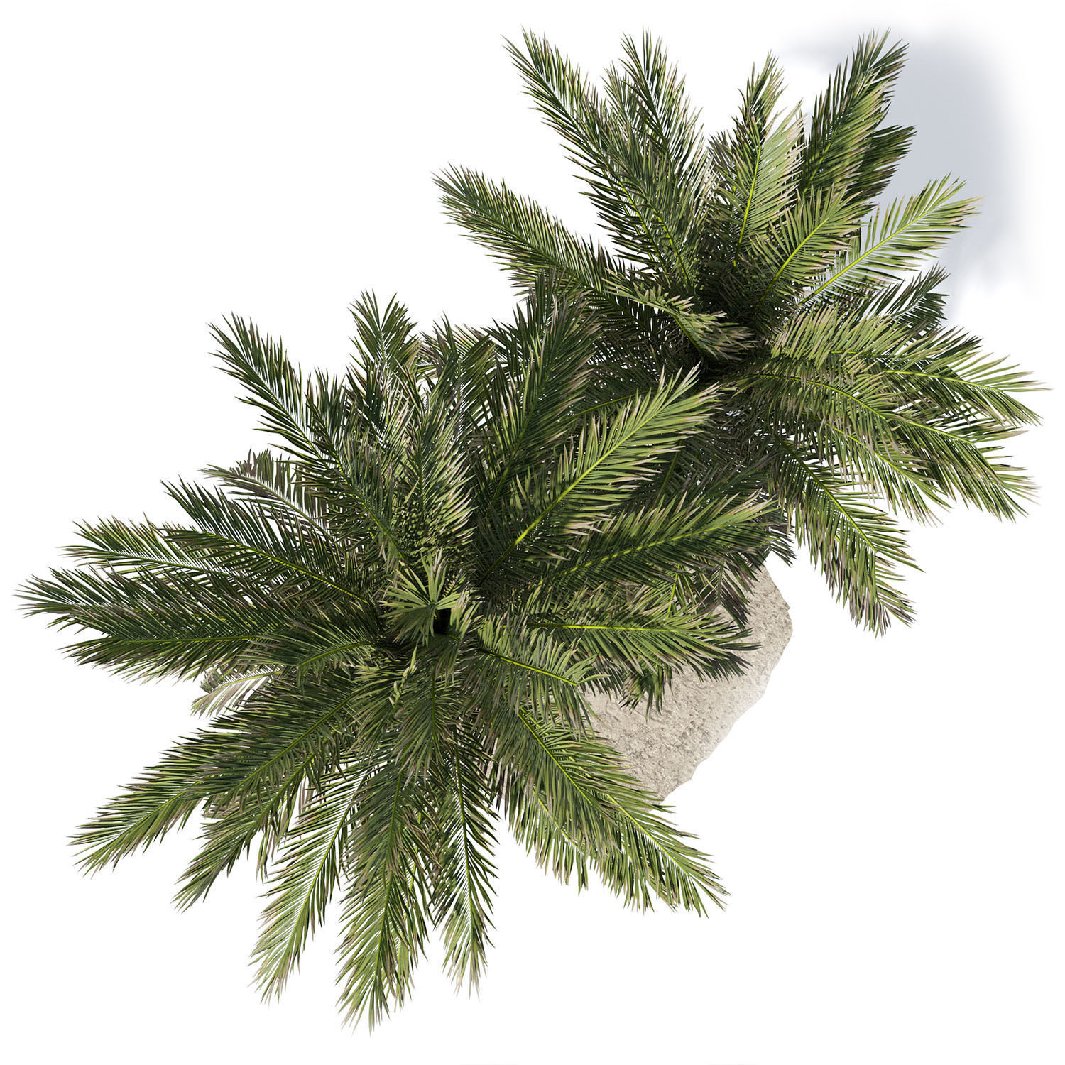 Phoenix dactylifera palm tree 3D model_7