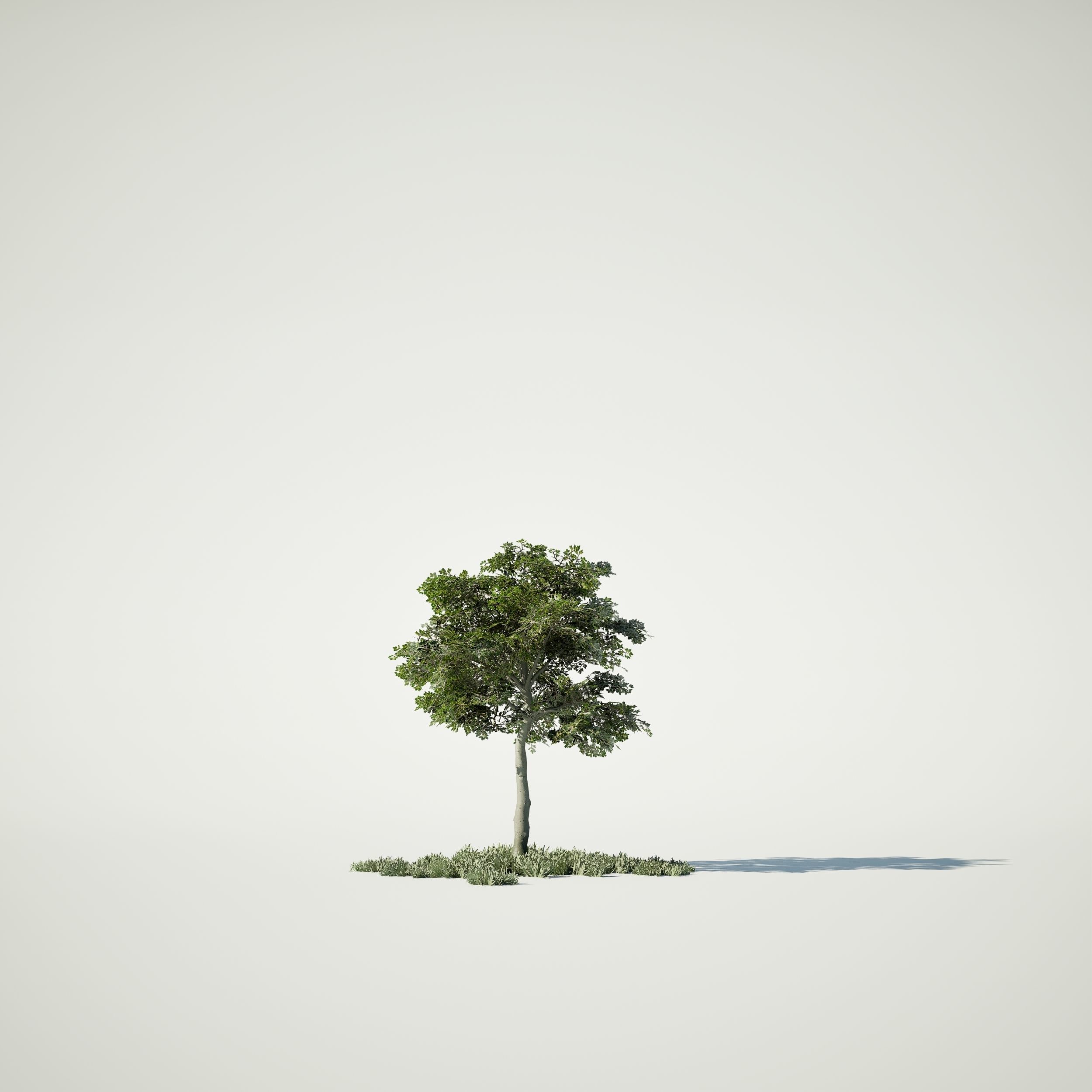 Game Ready Tree Set and Grass Low-poly 3D model_8