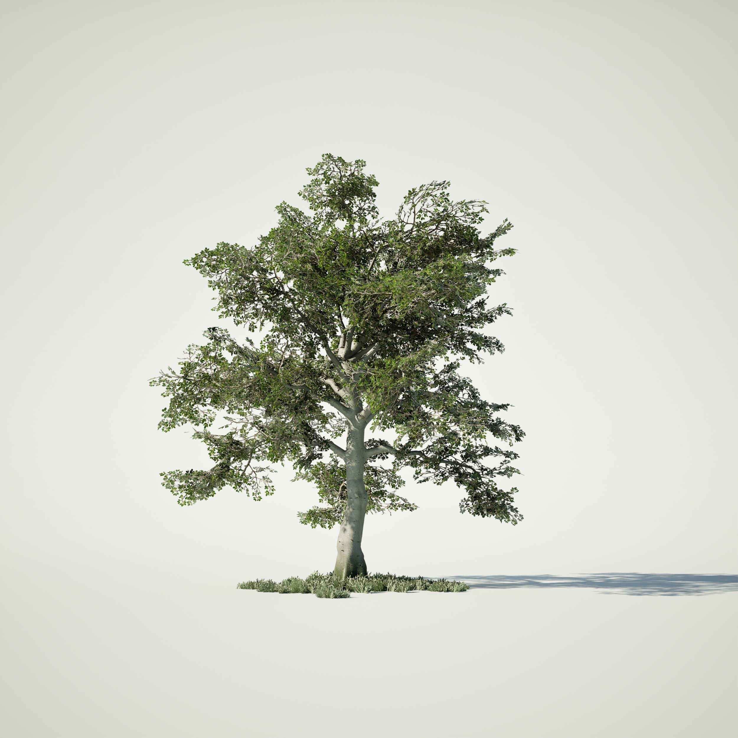 Game Ready Tree Set and Grass Low-poly 3D model_3