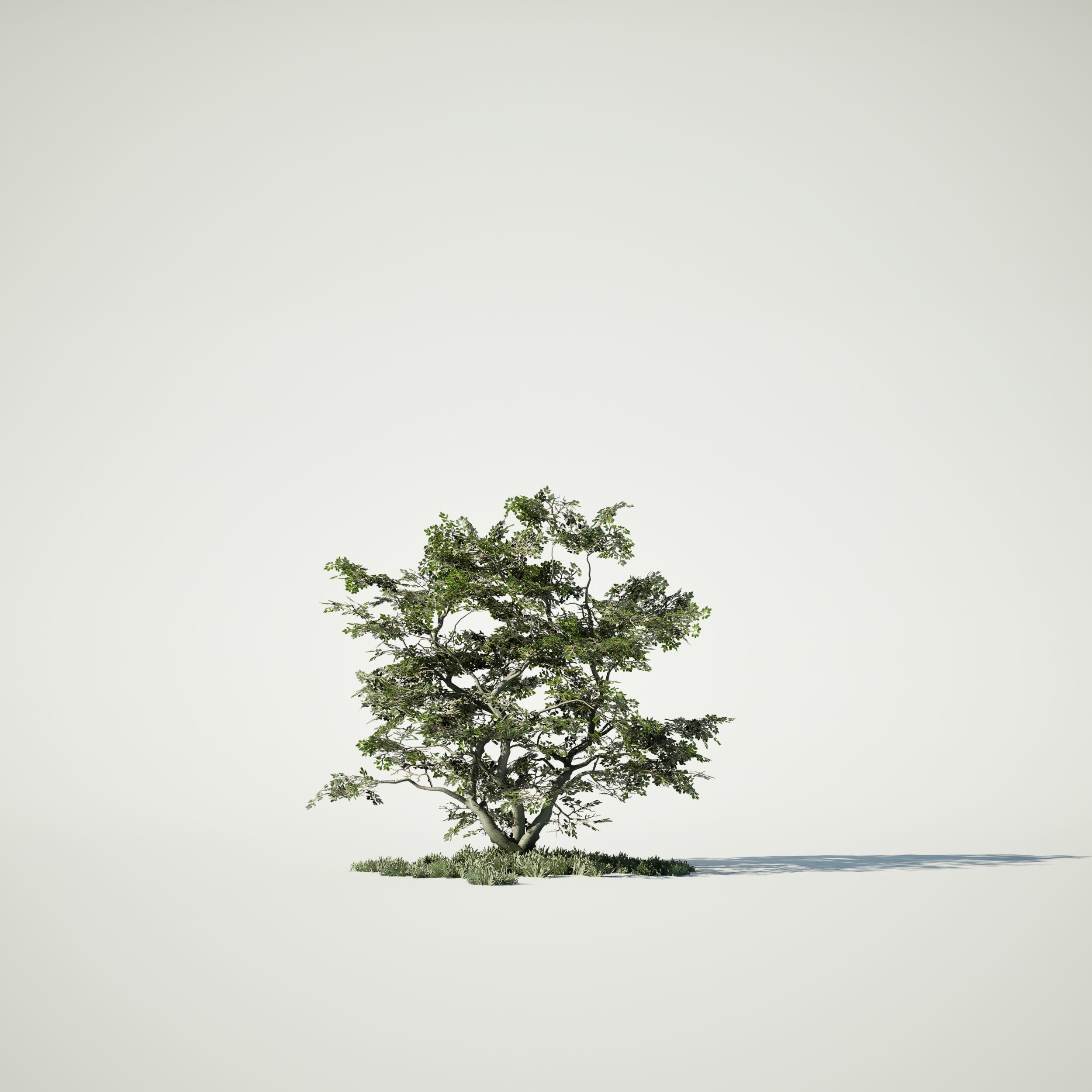 Game Ready Tree Set and Grass Low-poly 3D model_7