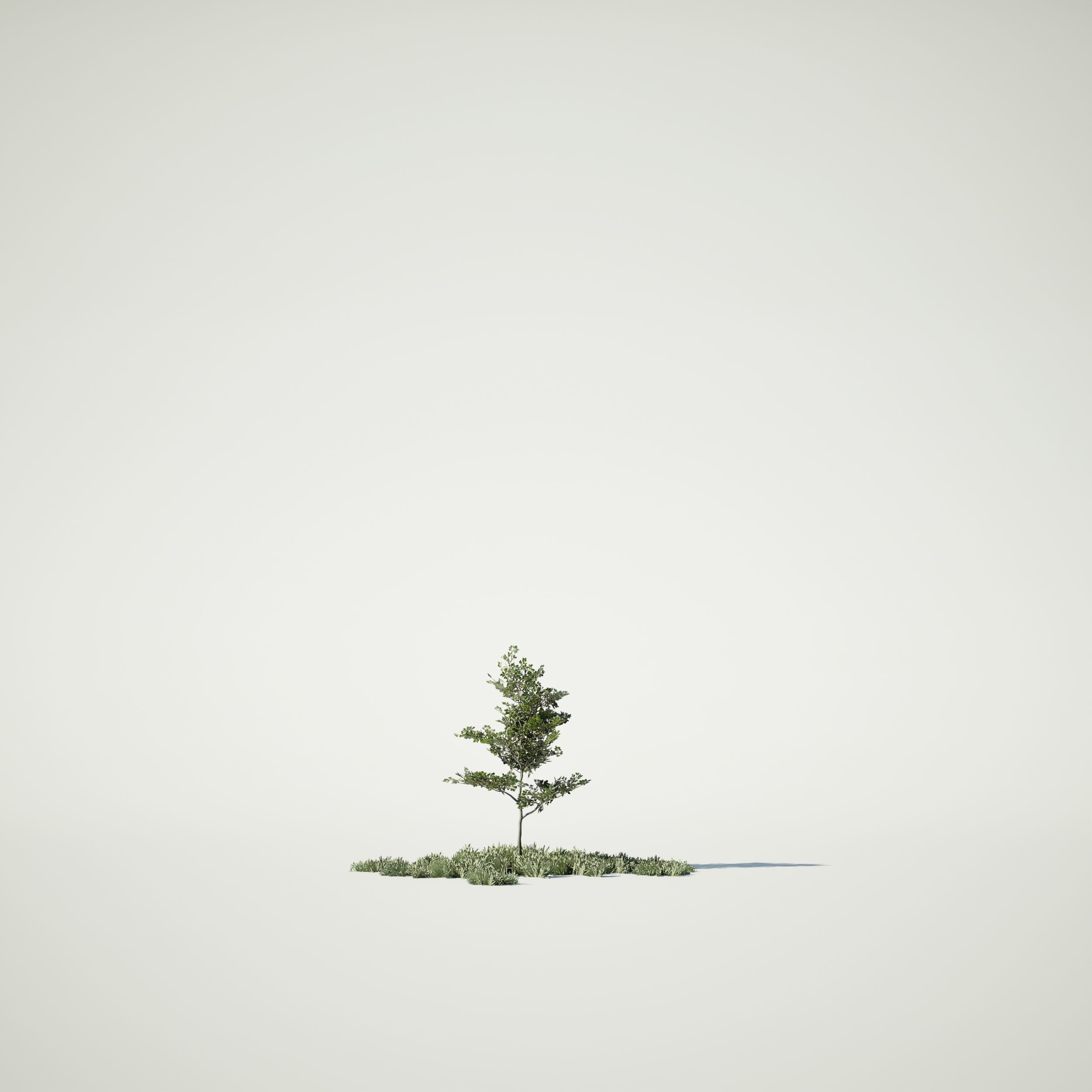 Game Ready Tree Set and Grass Low-poly 3D model_12