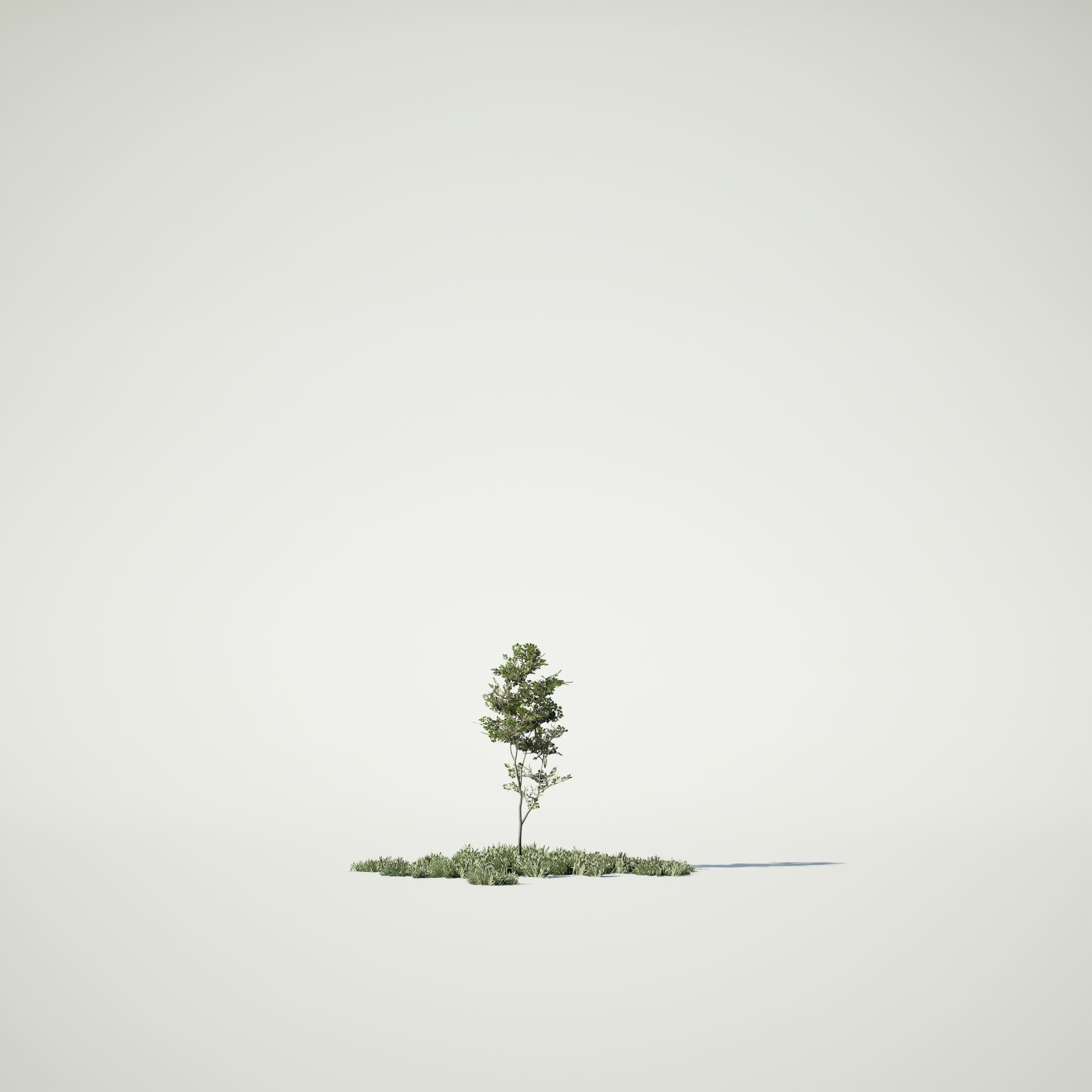 Game Ready Tree Set and Grass Low-poly 3D model_13