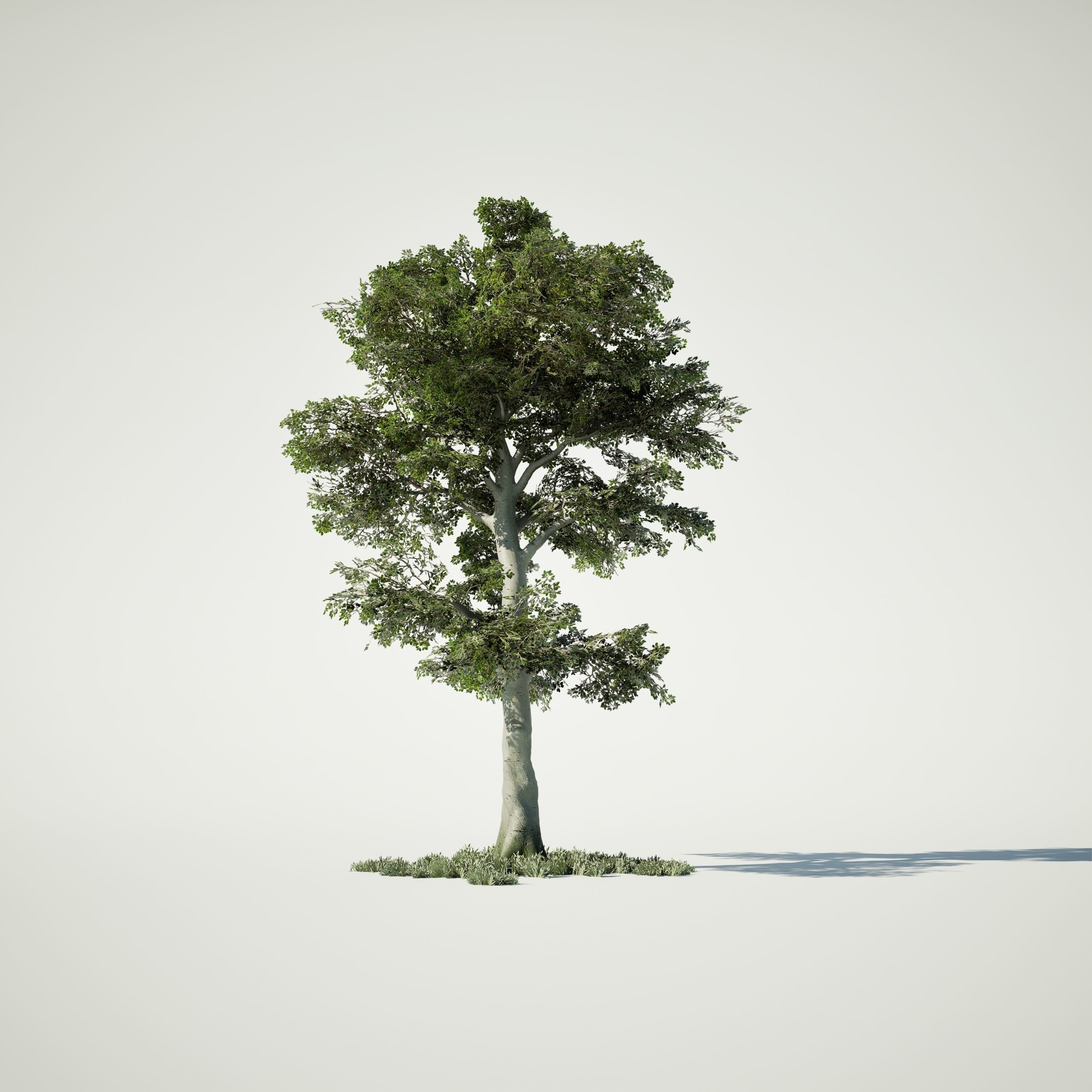 Game Ready Tree Set and Grass Low-poly 3D model_4