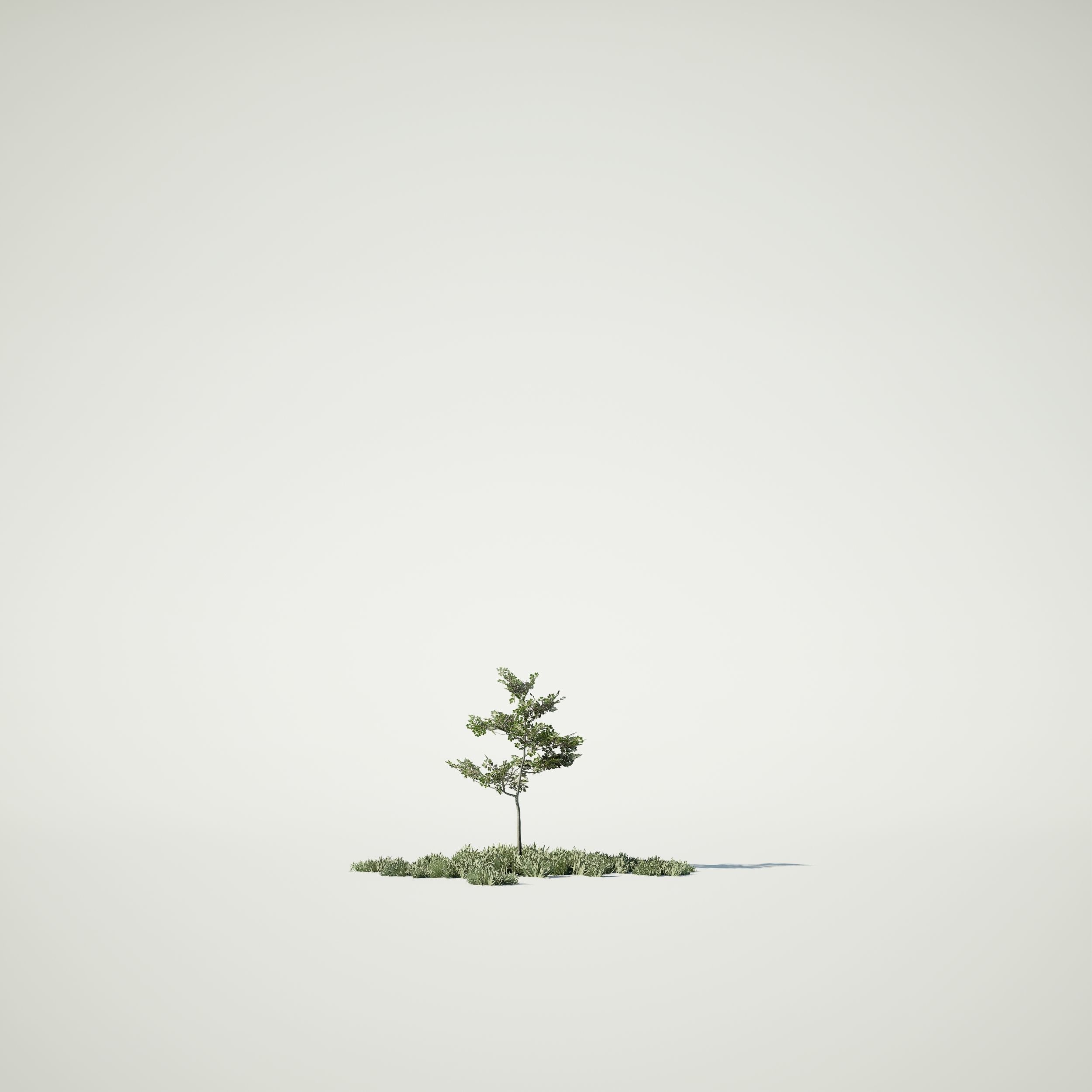 Game Ready Tree Set and Grass Low-poly 3D model_11