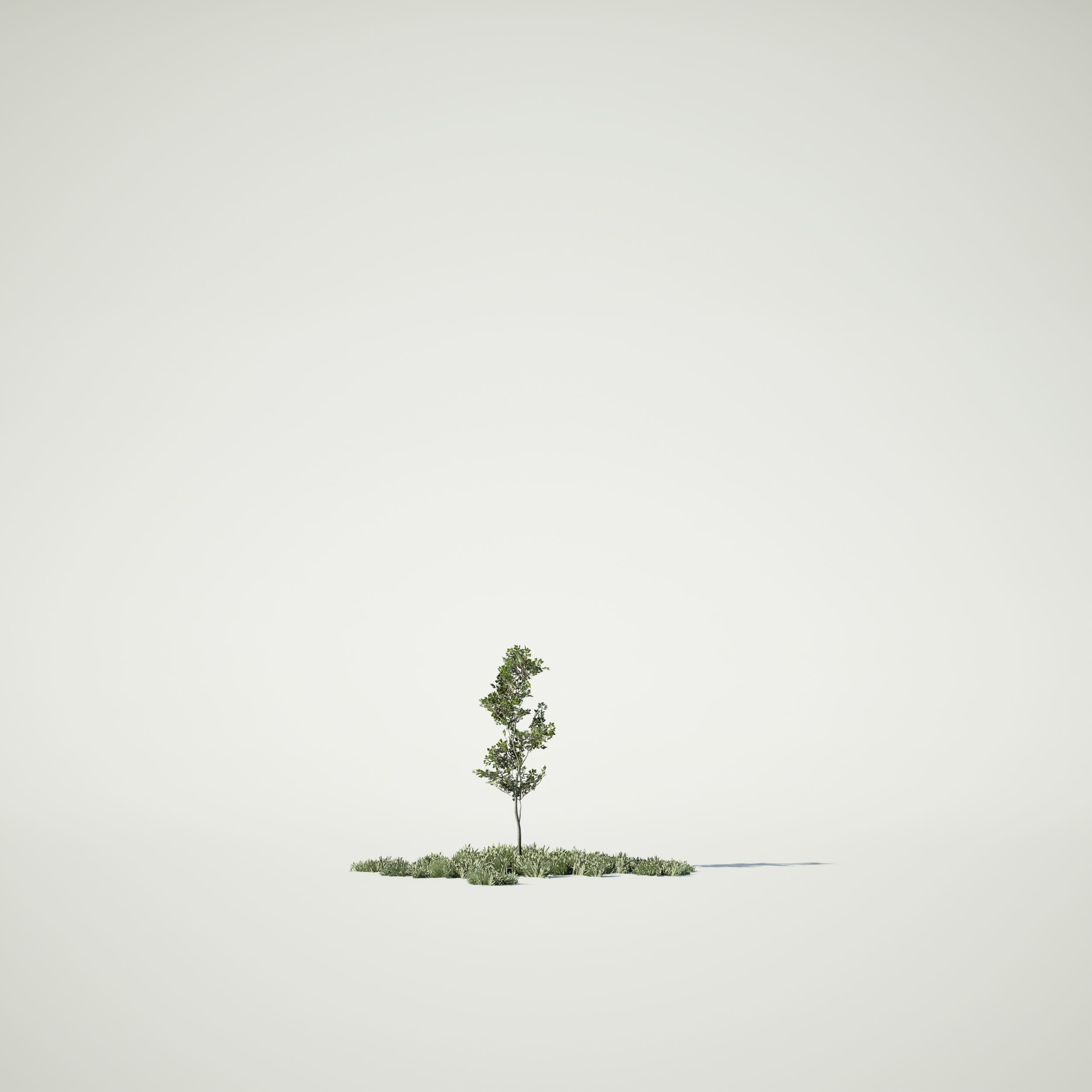 Game Ready Tree Set and Grass Low-poly 3D model_14