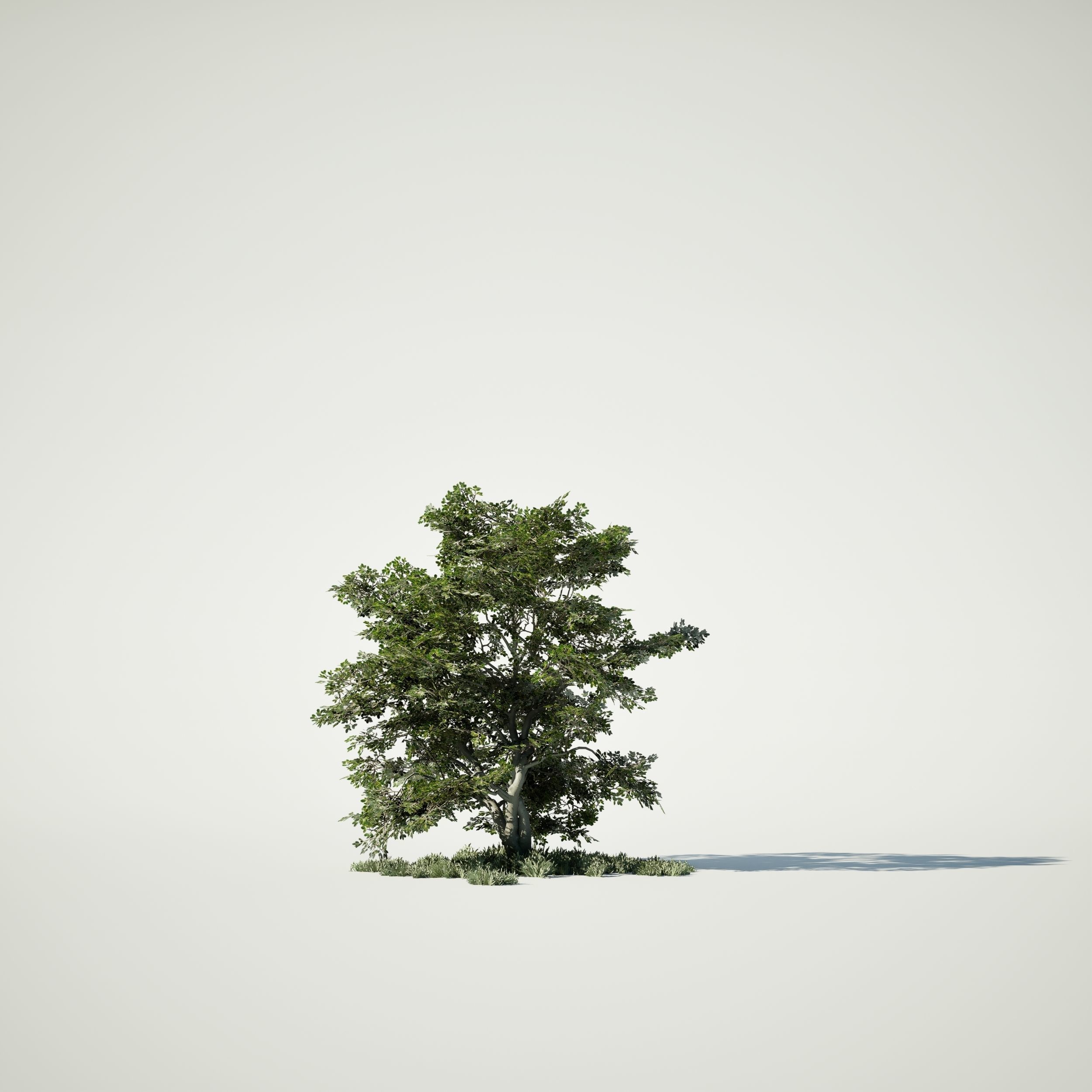 Game Ready Tree Set and Grass Low-poly 3D model_5
