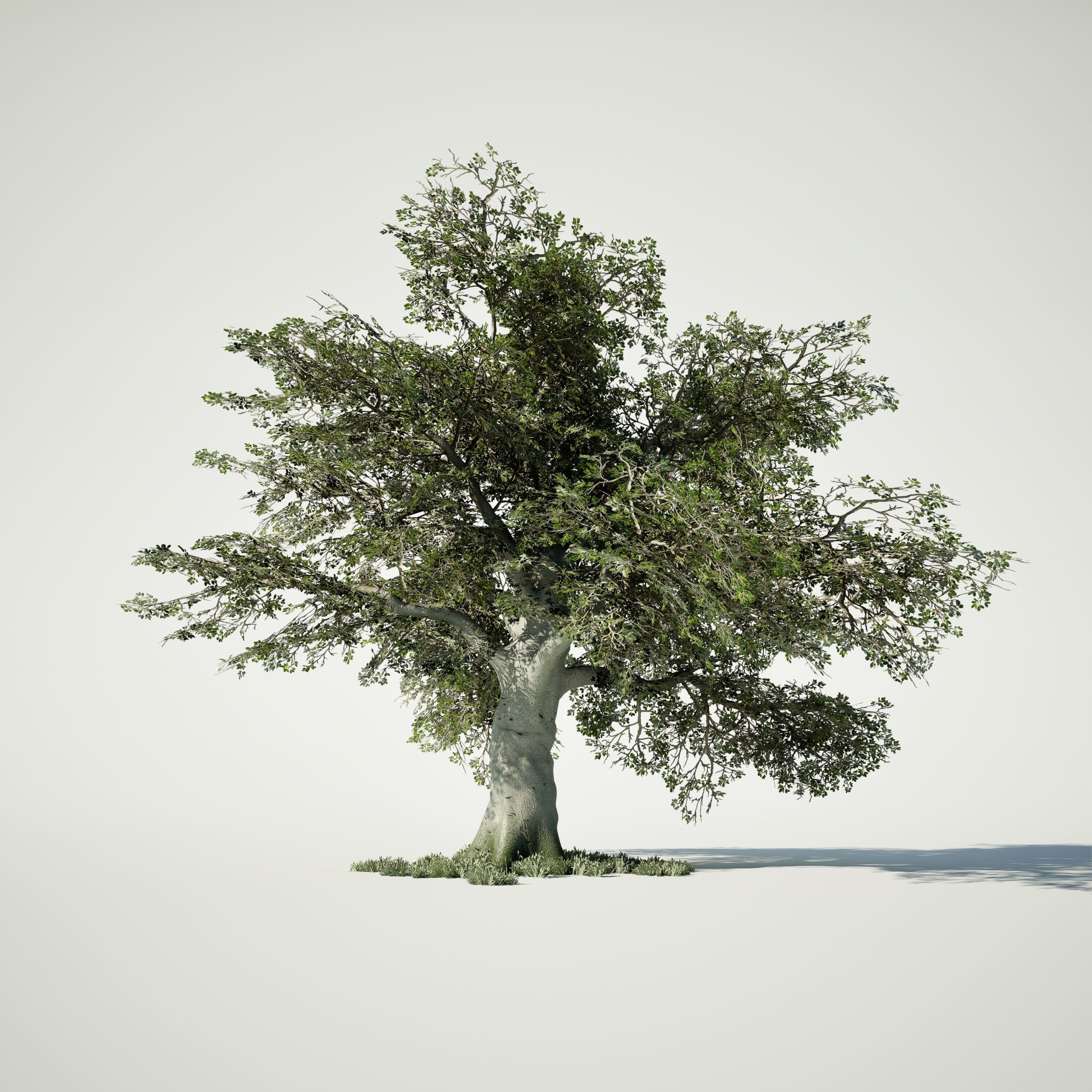 Game Ready Tree Set and Grass Low-poly 3D model_2