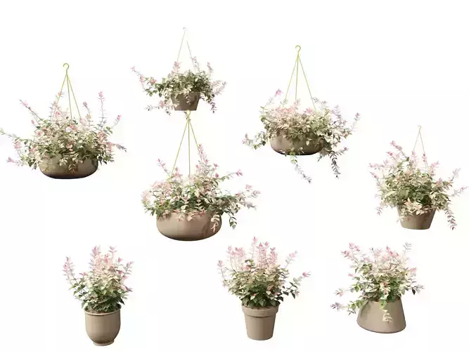 Trachelospermum asiaticum Hatsuyukikazura